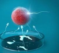 女性有染色体罗氏易位在重庆市做试管养囊成功率高吗？试管移植后需要保胎吗！